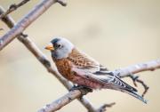 Gray Crowned Rosy Finch