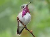 Calliope Hummingbird - All About Birds